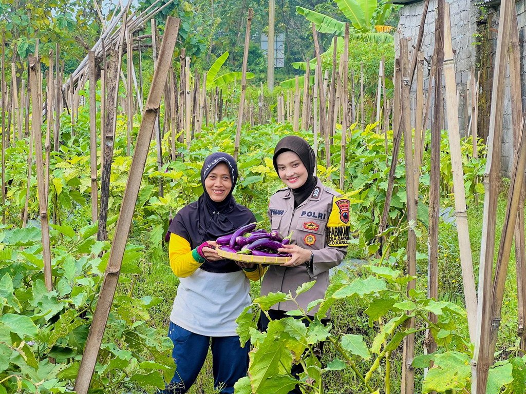 Bhabinkamtibmas Kelurahan Gayamdompo Panen Terong Dukung Kemandirian Pangan Warga Masyarakat