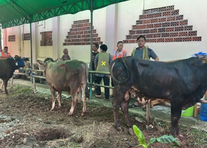 Perumahan Taman Buah Desa Sukamantri RW 012 Mengadakan Hewan Qurban 11 Sapi Dan 44 Kambing