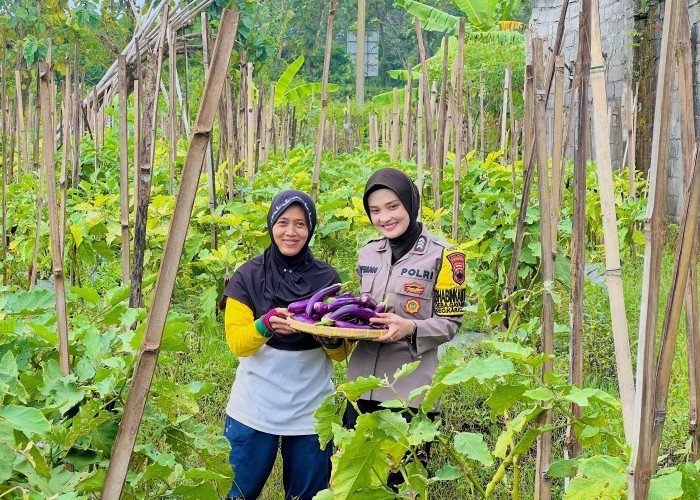 Bhabinkamtibmas Kelurahan Gayamdompo Panen Terong Dukung Kemandirian Pangan Warga Masyarakat