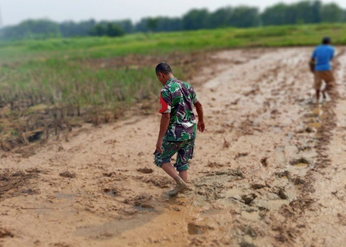 Babinsa Koramil 14/Panongan Melaksanakan Pendampingan Petani Padi