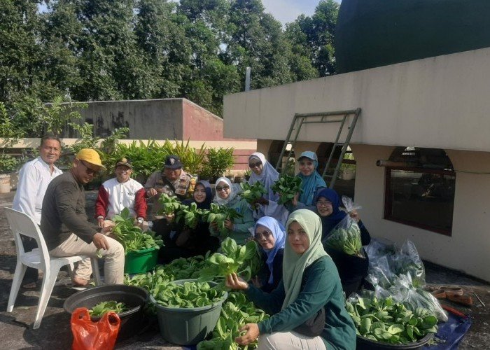 Panen sayur hidroponik Poktan RT 12 RW 16 Palmerah: Wujud Ketahanan Pangan Berbasis Komunitas