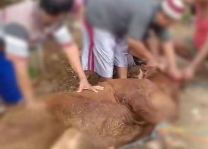 Tata Cara Dan Adab Penyembelihan Yang Harus Diketahui Oleh Panitia Pemotongan Hewan Qurban 
