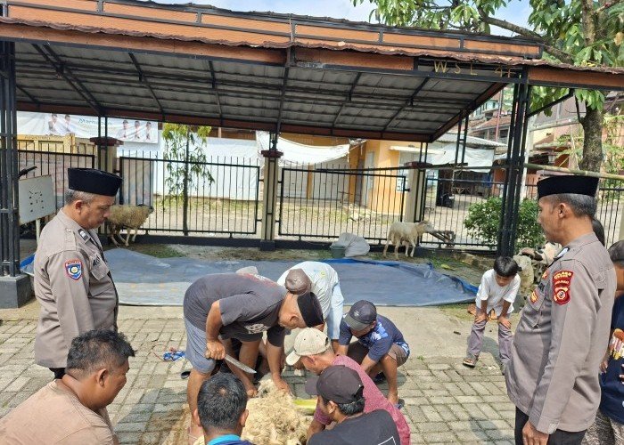 Polsek Nanggung Sembelih 5 Ekor Kambing dan Bagikan 100 Paket Daging Kurban di Momen Idul Adha 1446 H
