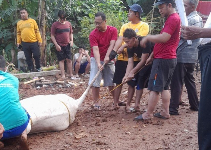 Makna Berkurban di Hari Raya Idul Adha: Pengorbanan, Keikhlasan, dan Kepedulian Sosial