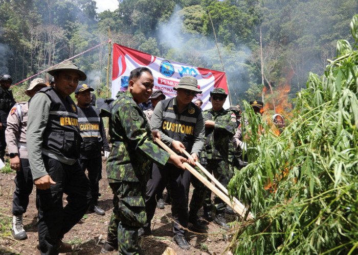 PRA HANI 2024, BNN Musnahkan Lahan Ganja di Aceh Besar