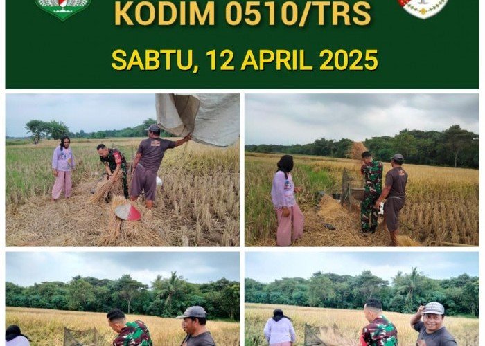 Serka Heriadi Dampingi Panen Petani di Desa Kedung