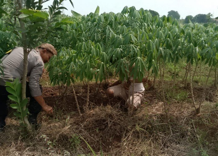 Polsek Pasar Kemis Tegaskan Komitmen Polri Dukung Program Ketahanan Pangan