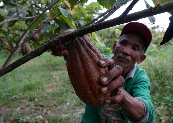 Rasakan Kelokalan Cokelat Artisan Kampung Merasa