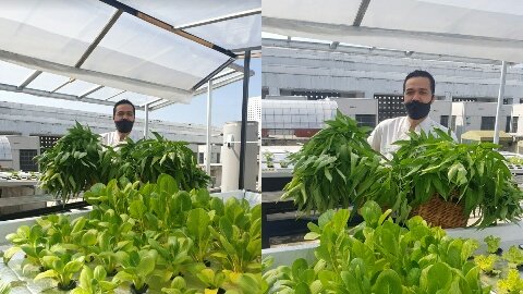 THE 1O1 Bogor Suryakancana Mengubah Rooftopnya Menjadi Kebun Hydroponik