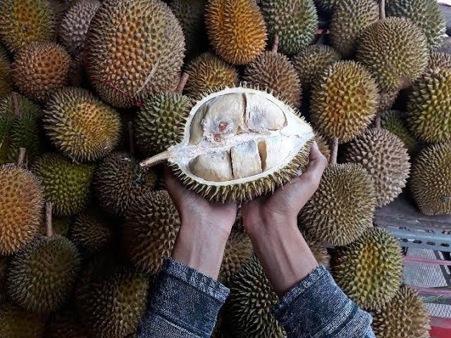 Tewas dari Hidung Mengeluarkan Darah, Berbahayakah Terlalu Banyak Makan Durian ?